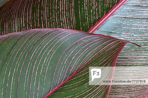 Pflanzenblatt  Pflanzenblätter  Blatt  Ansicht  Detail  Details  Ausschnitt  Ausschnitte  Helikonie