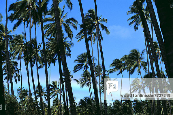 Baum  Himmel  blau  groß  großes  großer  große  großen  Größe  Hain  Hawaii  Kauai  Regenbogen  Waimea