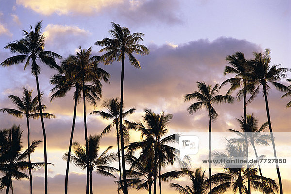 Tropisch  Tropen  subtropisch  Wolke  Sonnenuntergang  Baum  pink  Kokosnuss  Hawaii  Weichheit