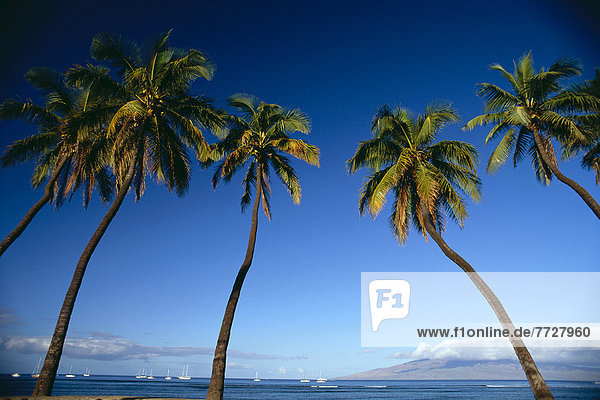 5  Baum  Himmel  blau  Kokosnuss  Hawaii  Lahaina  Maui