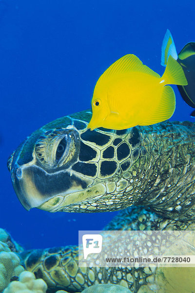 hoch oben nahe Helligkeit Fisch Pisces Reinigung gelb Landschildkröte Schildkröte blau