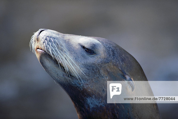 Close-Up Head Of Sea Lion  Eyes Half Closed
