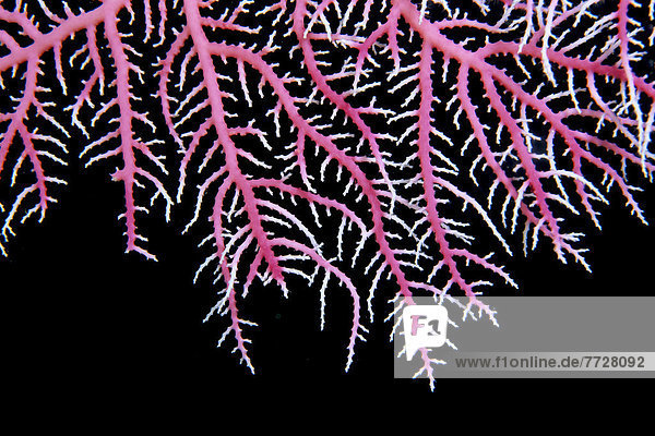 Detail  Details  Ausschnitt  Ausschnitte  schwarzer Hintergrund  pink  Spitze  Papua-Neuguinea