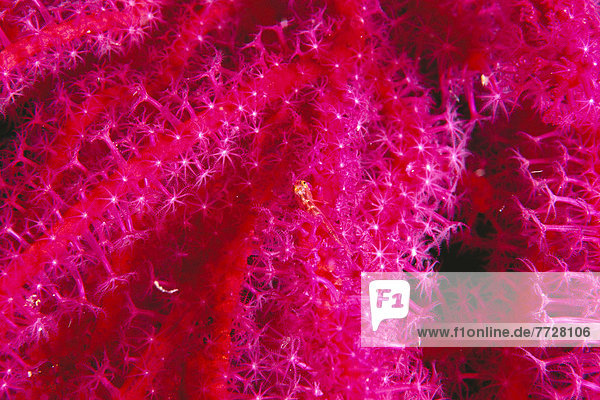Grundel Gobiidae Helligkeit pink über Weichheit Salomonen