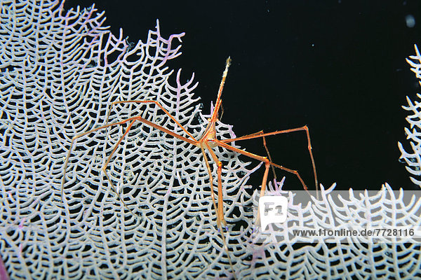 hoch  oben  nahe  weiß  schwarz  Hintergrund  Muster  Karibik  Krabbe  Krebs  Krebse  Bahamas  Spinne