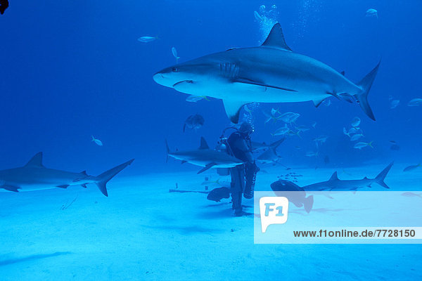 Caribbean  Bahamas  Caribbean Sharks Feeding  (Carcharhinus Perezi) Diver With Bait