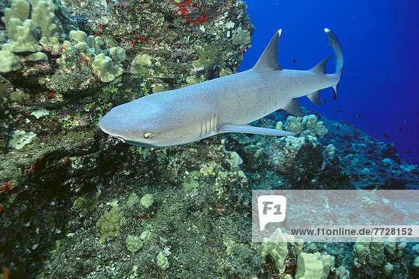 Hawaii  Whitetip Reef Shark (Triaenodon Obesus)