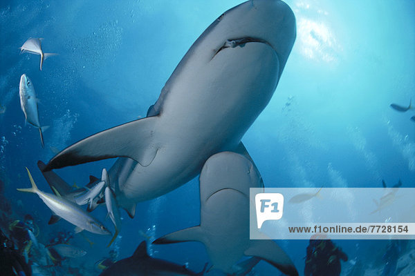 Two Caribbean Reef Sharks Beneath Surface  Divers (Carcharhinus Perezi)