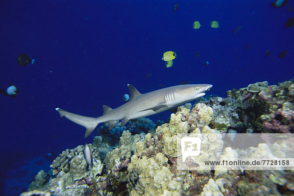 Hawaii  Whitetip Reef Shark (Triaenodon Obesus) Over Coral Reef  Side View