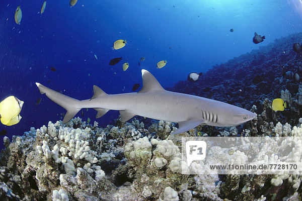 Hawaii  Whitetip Reef Shark (Triaenodon Obesus) Close-Up Side View Over Reef  Sunburst