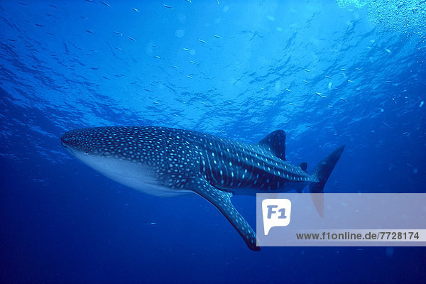 Hawaii  Close-Up Side Angled View Of Whale Shark Near Surface (Rhincodon Typus) Small Fish Swim Above