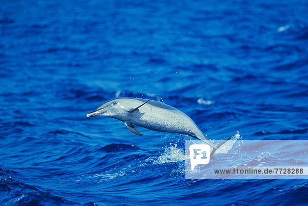 Full Length View Of Spotted Dolphin Jumping Out Of Ocean Side Underside View
