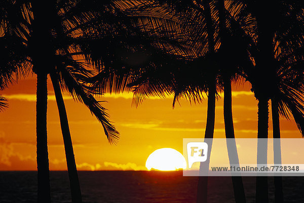 Large Sun Ball Half Setting Over Ocean  Framed By Palms Silhouette Golden Orange Sky