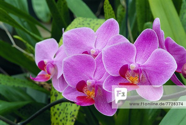 Einkaufszentrum  Farbaufnahme  Farbe  Außenaufnahme  Muster  Bündel  Pflanze  Orchidee  Lavendel  freie Natur