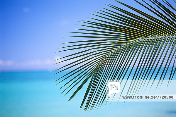 hoch  oben  nahe  Ruhe  Ozean  Hintergrund  1  Farn  türkis  Hawaii