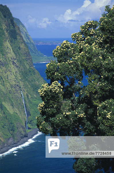 Hawaii  Big Island  Hamakua Coast From Waipio Valley Overlook  Flowering Paper Bark Tree Waterfall Ocean