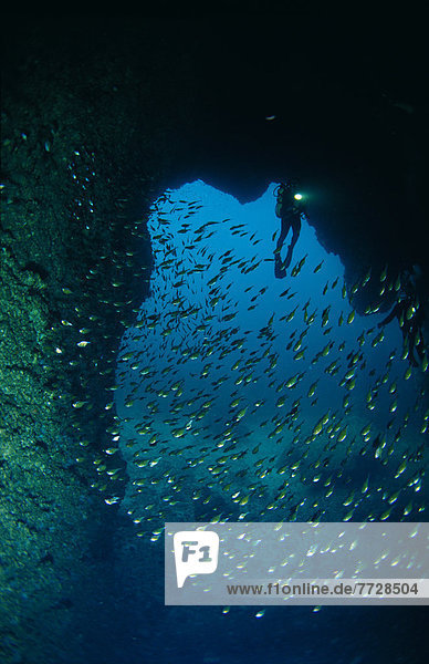 Fisch  Pisces  klein  füllen  füllt  füllend  Kehrblech  Höhle  Thailand