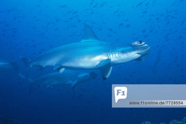 Hammerhai sphyrna mokarran Fisch Pisces klein Ansicht Hai Länge Seitenansicht voll Galapagosinseln