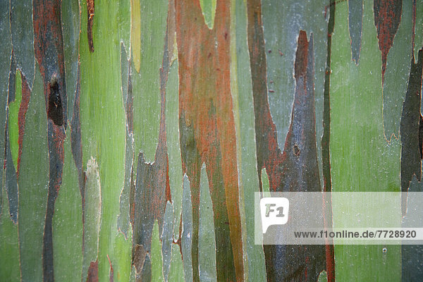 Farbaufnahme  Farbe  Baum  Close-up  close-ups  close up  close ups  streichen  streicht  streichend  anstreichen  anstreichend  Ansicht  Eukalyptus  Hawaii  Maui
