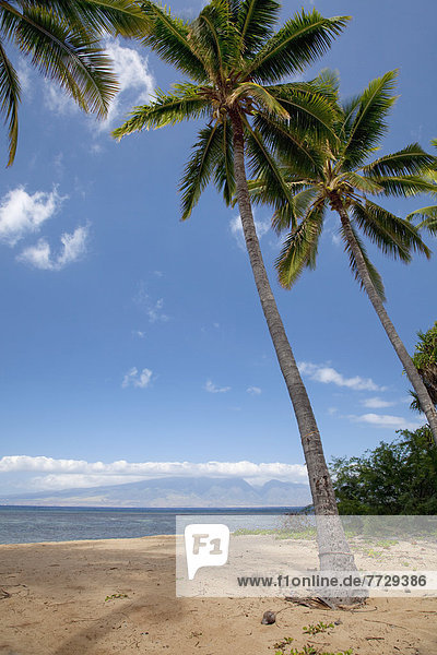 leer  Strand  Baum  Ansicht  Hawaii  Lanai  Maui