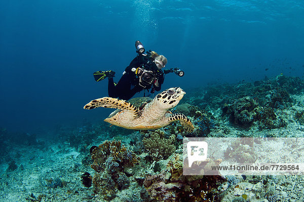 Indonesia  Diver Photographing A Hawksbill Turtle (Eretmochelys Imbricata)