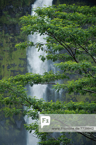 Hawaii  Big Island  Akaka Falls  Lush Green Tree And Waterfall In The Rainforest.