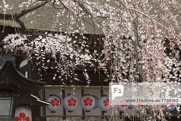 Cherry Blossom Tree And Paper Lanterns  Kyoto  Japan