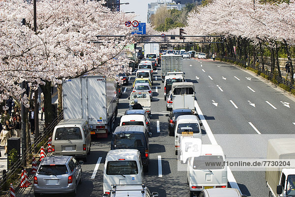 Baum  Tokyo  Hauptstadt  Kirsche  Blüte  Allee  Japan  japanisch
