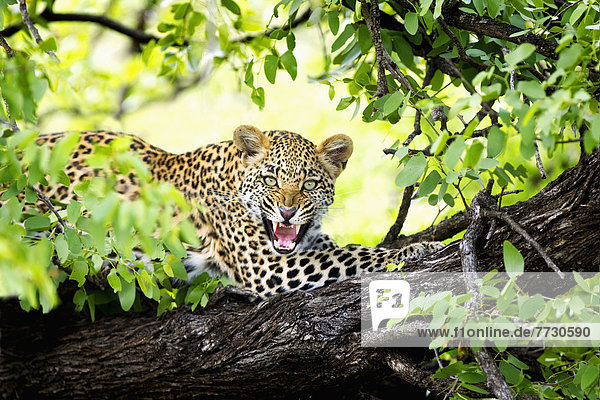 Raubkatze  Leopard  Panthera pardus  Baum  knurren