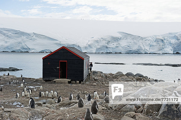 Kaiserpinguin  Aptenodytes forsteri  Wasserrand  Gebäude  Antarktis