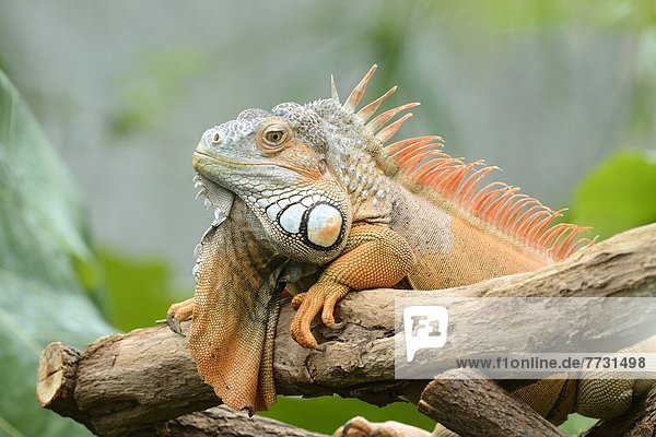 Grüner Iguana (Iguana iguana) liegt auf einem Ast