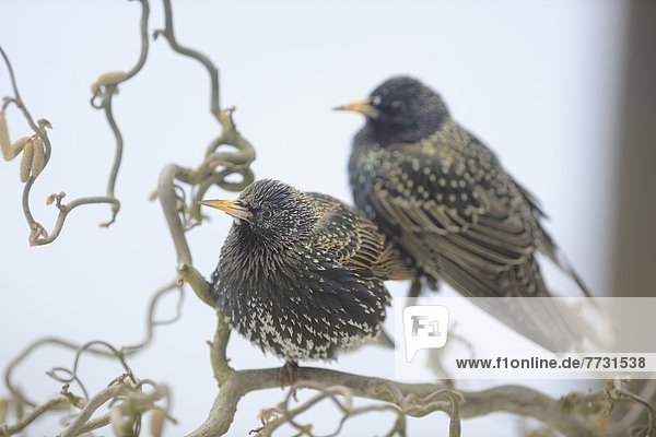 Two Common Starlings (Sturnus vulgaris) sitting on a branch
