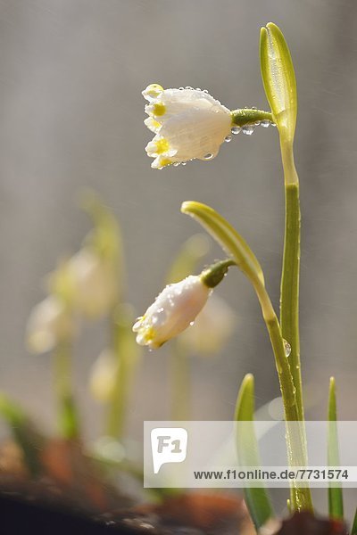 Frühlingsknotenblume (Leucojum vernum)