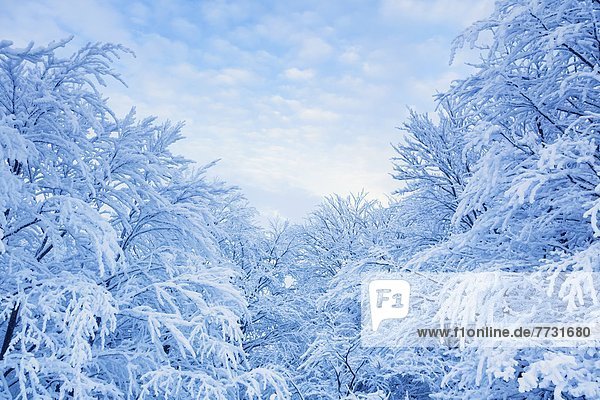 Snowcapped trees and bushes at Gaisberg Austria