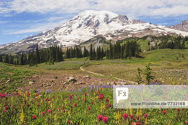 Alpine Wildflowers And Mount Rainier In Mount Rainier National Park  Washington United States Of America