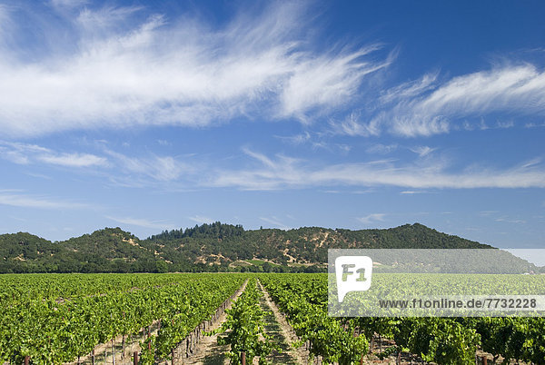 Vineyard Of The Napa Valley  California United States Of America