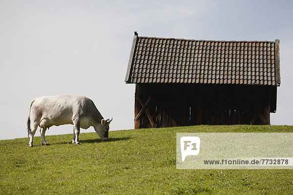 Hausrind Hausrinder Kuh Wiese Trentino Südtirol Bozen Kuh grasen Italien