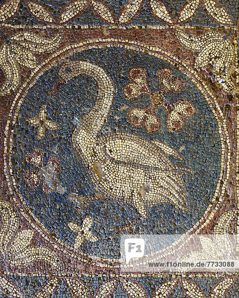 Cyprus  Mosaic of swan  Soli