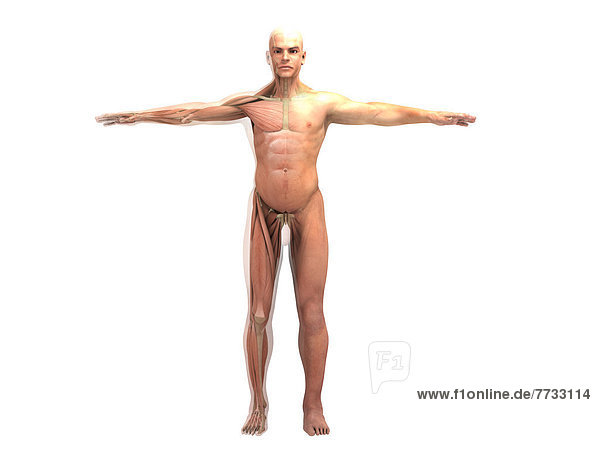Illustration eines anatomischen Modells