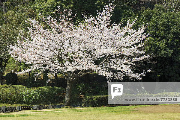 Baum  Tokyo  Hauptstadt  Kirsche  Blüte  blühen  voll  Japan