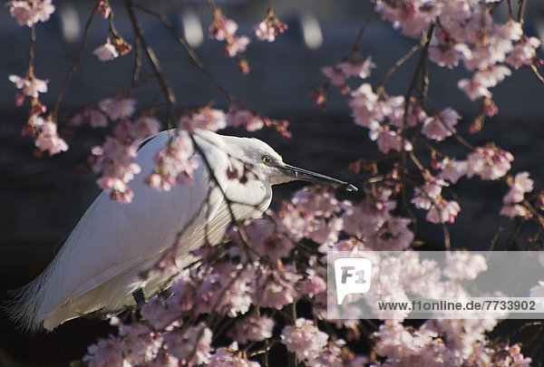 Baum  Kirsche  weiß  Blüte  Weißer Reiher  weiße reiher  Japan  japanisch  Kyoto