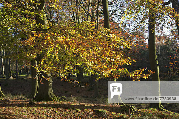 Farbaufnahme  Farbe  Wohngebäude  Baum  Herbst  Derbyshire  England