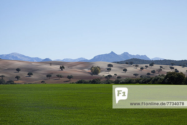 entfernt  Berg  Landschaft  Überfluss  Gras  Frühling  Andalusien  Spanien