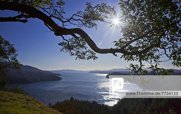 Baum  über  aufwärts  Ignoranz  Insel  British Columbia  Kanada  Sonne  Vancouver