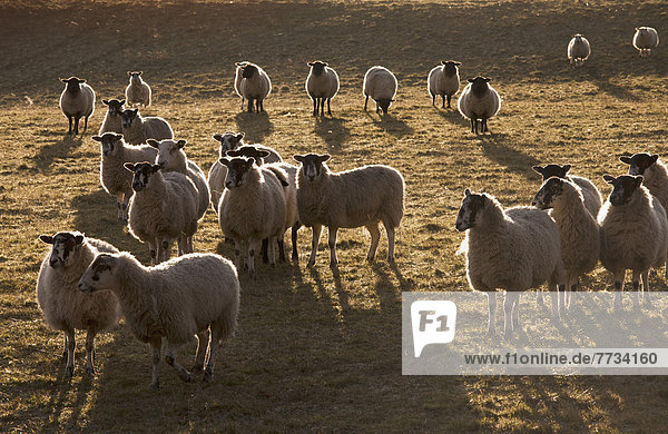 Flock Of Sheep In A Field At Sunset  Northumberland  England