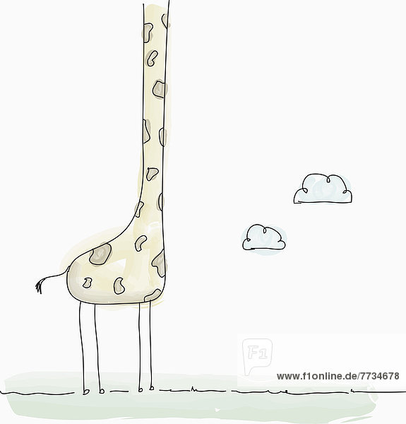 Giraffe  Giraffa camelopardalis  Illustration