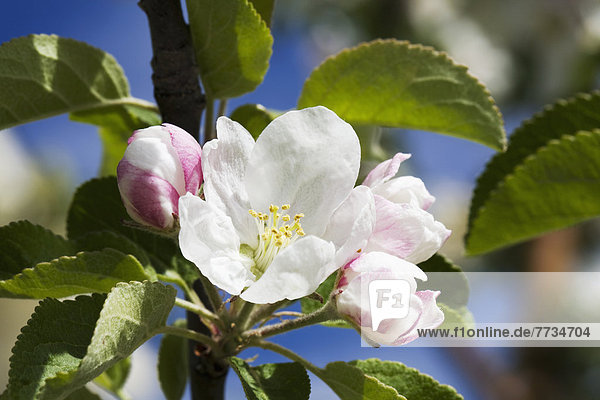 hoch  oben  nahe  offen  Himmel  Blüte  Hintergrund  blühen  blau  1  Apfel