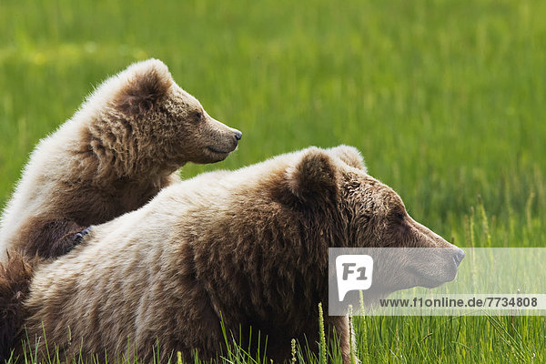 Braunbär  Ursus arctos  stehend  See  junges Raubtier  junge Raubtiere