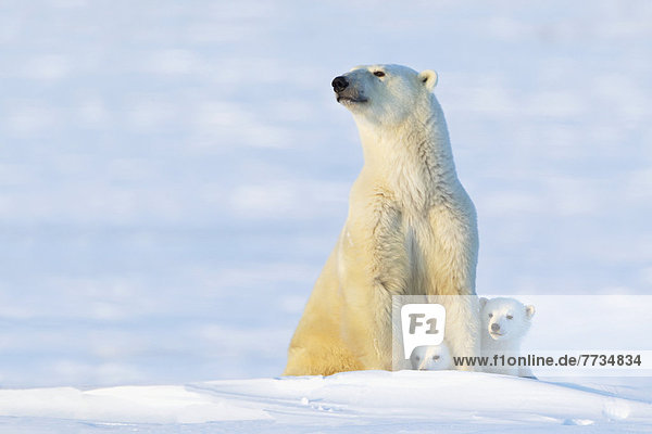 Eisbär,  Ursus maritimus , Sau , spät , Nachmittag , Wapusk National Park , Jungtier , Sonne