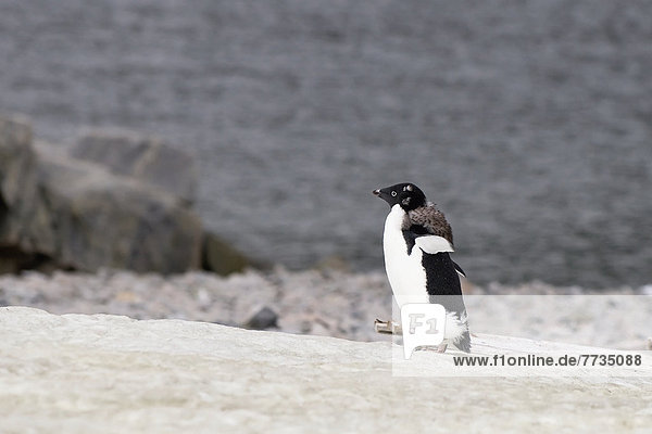 Adelie Pinguin  Antarktis